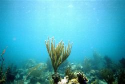 Another picture taken with a disposable camera in the USVI. by Cory Carroll 
